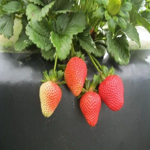 San Andreas Strawberry Plant